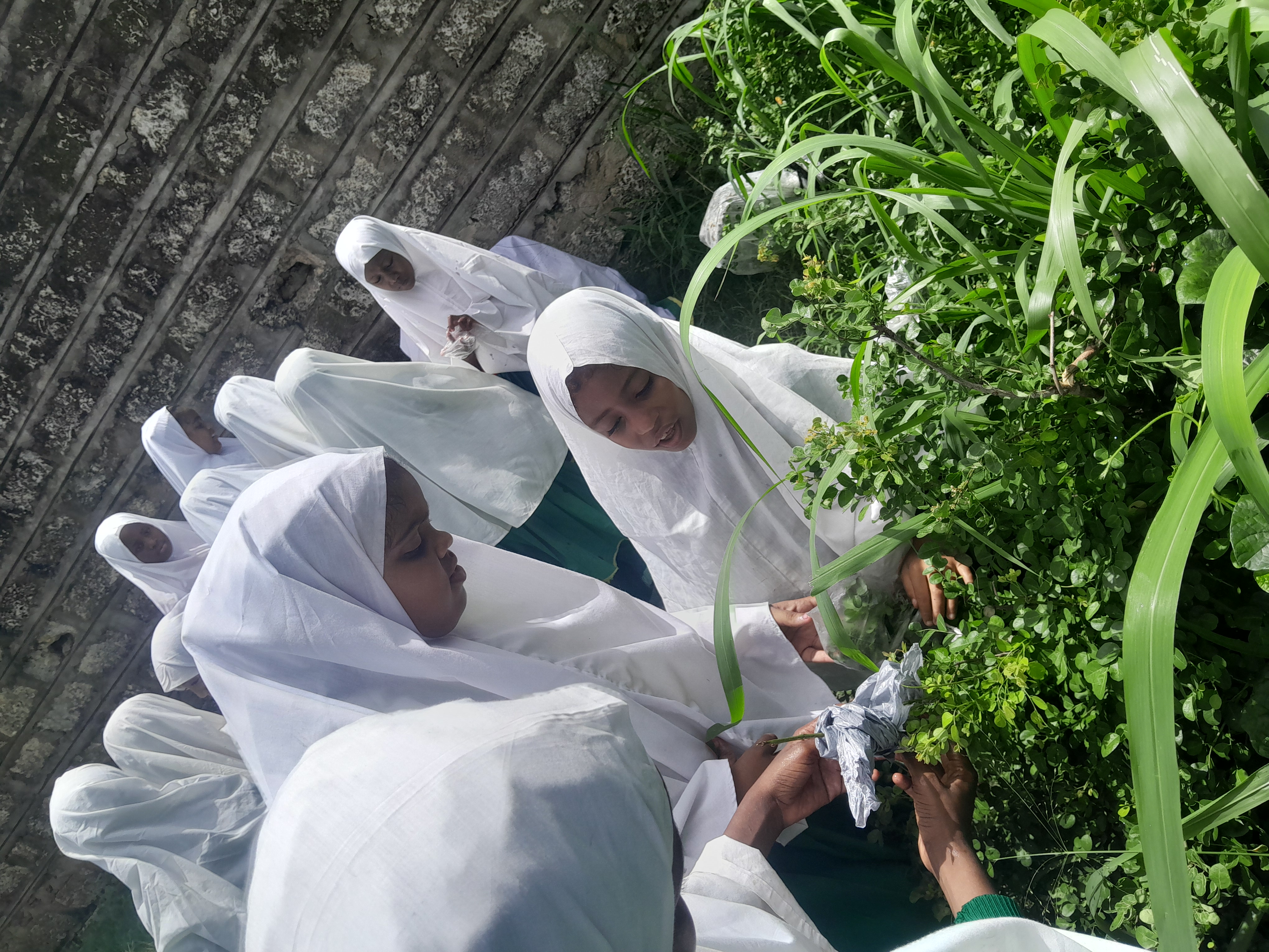 Learners examining plants together outdoors